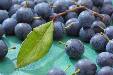 Blackthorn fruits