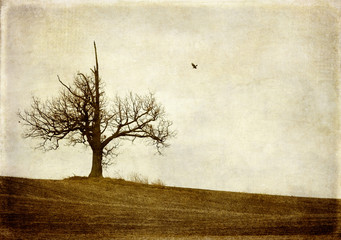 tree with crow