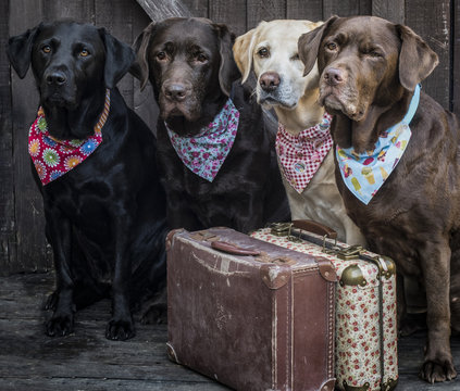 Labradors going on holiday