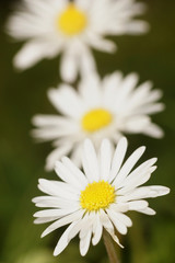 Obraz premium Daisy, Spring Flowers