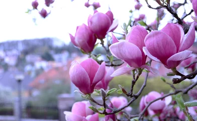 Crédence de cuisine en verre imprimé Magnolia Fleur de magnolia rose