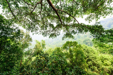 green forest background in a sunny day