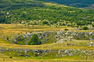 Karst sinkholes, detail from Pester plateau landscape in southwest Serbia
