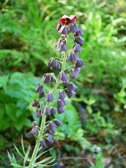 Furichiraria Perushika