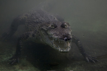 Crocodylus niloticus ou crocodile du Nil