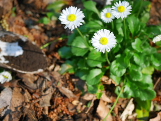 English daisy