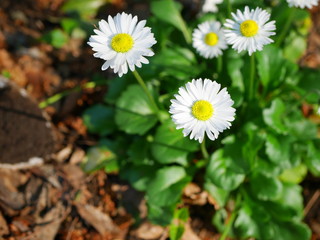 English daisy