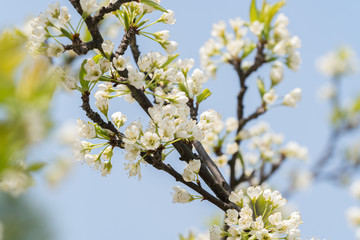 sakura