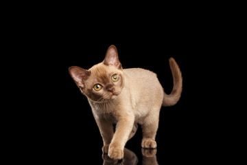 Playful Burmese kitten  Isolated black Walking and Curiously Looking up