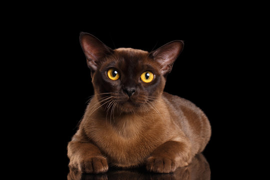 Burmese Cat Lying and Curious Looking in Camera black Isolated