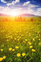 Many yellow flowers in a green grass © Bashkatov