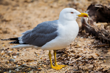 Obraz premium Standing seagull