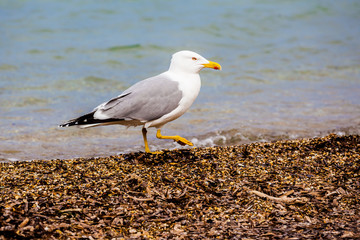 Standing seagull