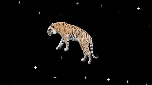 Tiger slowly walking across the frame on black screen with motion tracker markers, real shot, isolated on alpha channel with black and white luminance matte, perfect for digital composition
