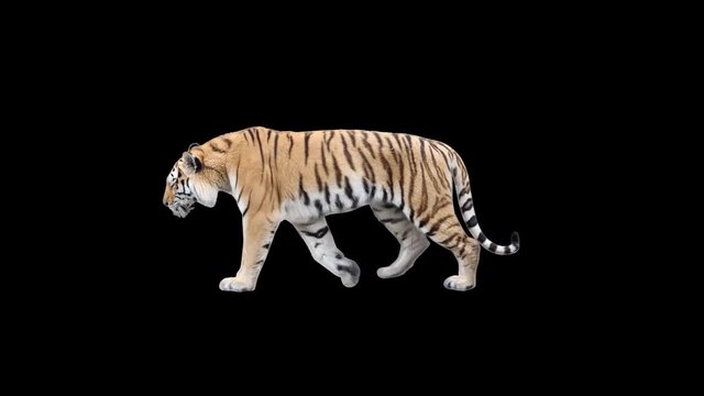 Tiger slowly walking seamlessly looped on black screen, real shot, isolated on alpha channel premultiplied with black and white luminance matte, perfect for digital composition, cinema, 3d mapping