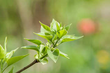 lilac bush buds