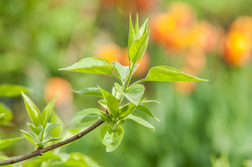 lilac bush buds