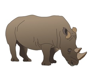 The south-western adult black rhinoceros has two horns living in southwestern Africa 