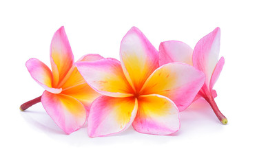 Fototapeta na wymiar frangipani flower isolated on white background