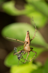 Little spider.