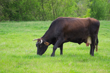 Lonely cow grazing on a spring pasture. It's overcast and drizzling down.