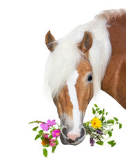 Beautiful Haflinger Horse with natural herbs in her mouth