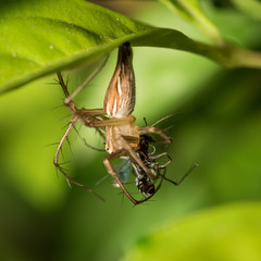 Little spider.