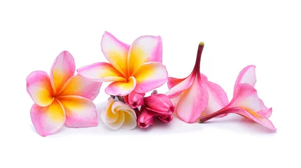 Crédence de cuisine en verre imprimé Frangipanier frangipani flower isolated on white background