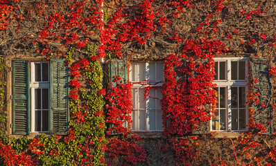 Windows at autumn