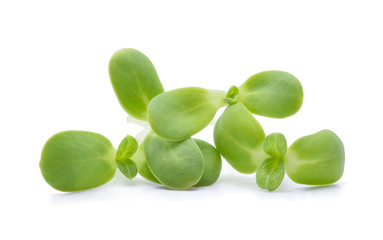green young sunflower sprouts isolated on white background