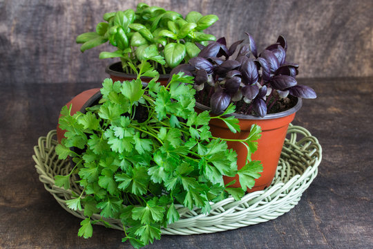 Kitchen herbs in flowerpots. Green basil,red basil,parsley.