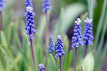 Fototapeta premium .Muscari flowers bloom in the spring garden.Focus.