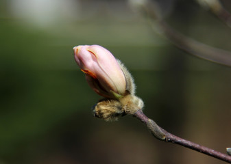 A Magnolia bud in spring with an insect with copy space, selective focus.