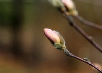 A Magnolia bud in spring with an insect with copy space, selective focus.