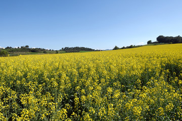 Obraz premium Canola fields in the Ampurdan, near Monells, Girona province, Ca