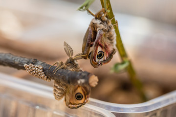 junge schmetterlinge