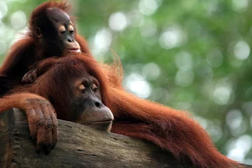 Photo sur Plexiglas Singe Baby monkey at tree