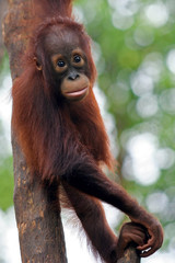 Baby monkey at tree © lesa75