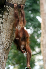 Baby monkey at tree