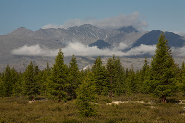 Forest mountains in the background. Ridge Ulakhan-Chistay. Yakutia. Russia.