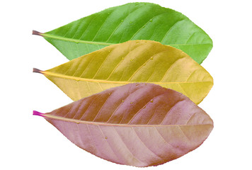 Obraz premium season change of leaves isolated on white.