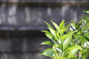 Naklejka premium Green leaves and old wall.
