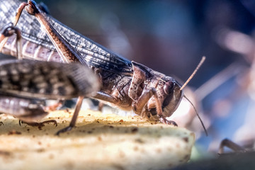 portrait of locusts