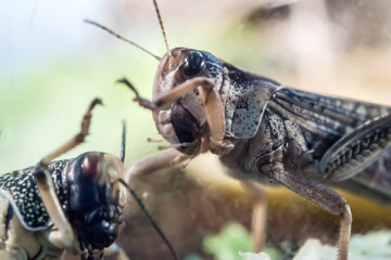 portrait of locusts