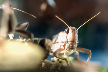 portrait of locusts