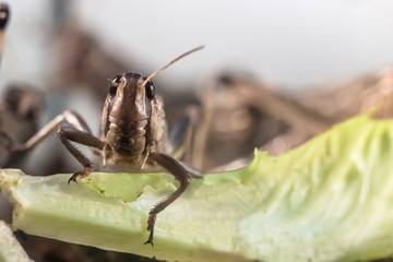 portrait of locusts
