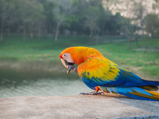 Beautiful parrot at Bang Phra Reservoir, Thailand.