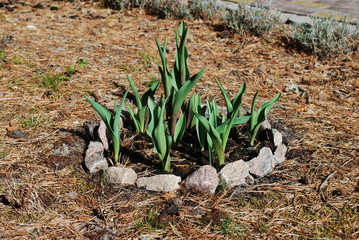 Sprouts of tulips grow up in the ring small flowerbed. No flowers on this moment. Springtime.