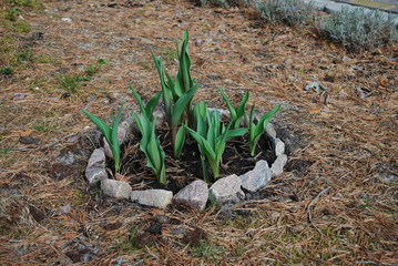 Sprouts of tulips grow up in the ring small flowerbed. No flowers on this moment. Springtime.
