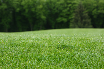 Lawn with green grass. Field of grass and background of line trees at a defocus.